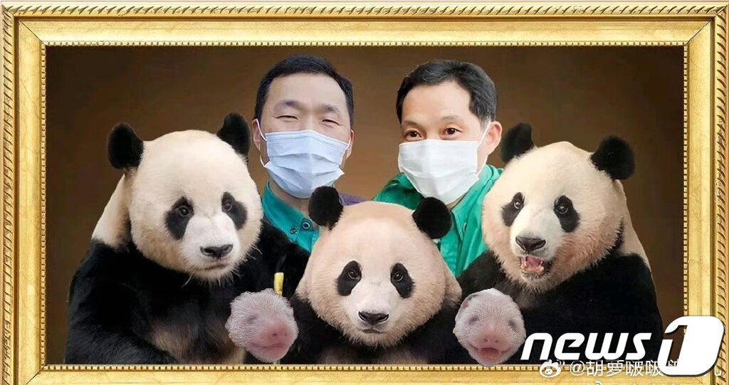 본문 이미지 - 아이바오, 러바오, 푸바오 가족사진에 쌍둥이 판다와 강철원 사육사(왼쪽 위), 송영관 사육사가 추가된 모습. (웨이보 갈무리)