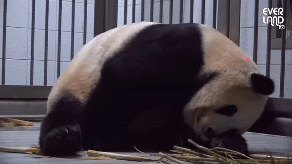 본문 이미지 - 지난 7일 오전 4시52분께 아이바오가 쌍둥이 첫째를 출산하는 모습. (에버랜드 유튜브)