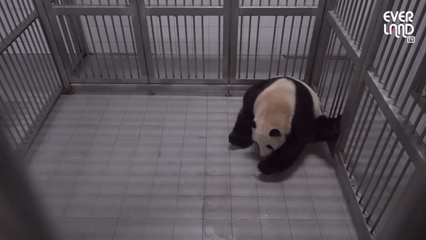 본문 이미지 - 아이바오는 이어 오전 6시39분께 쌍둥이 둘째를 출산했다. (에버랜드 유튜브)