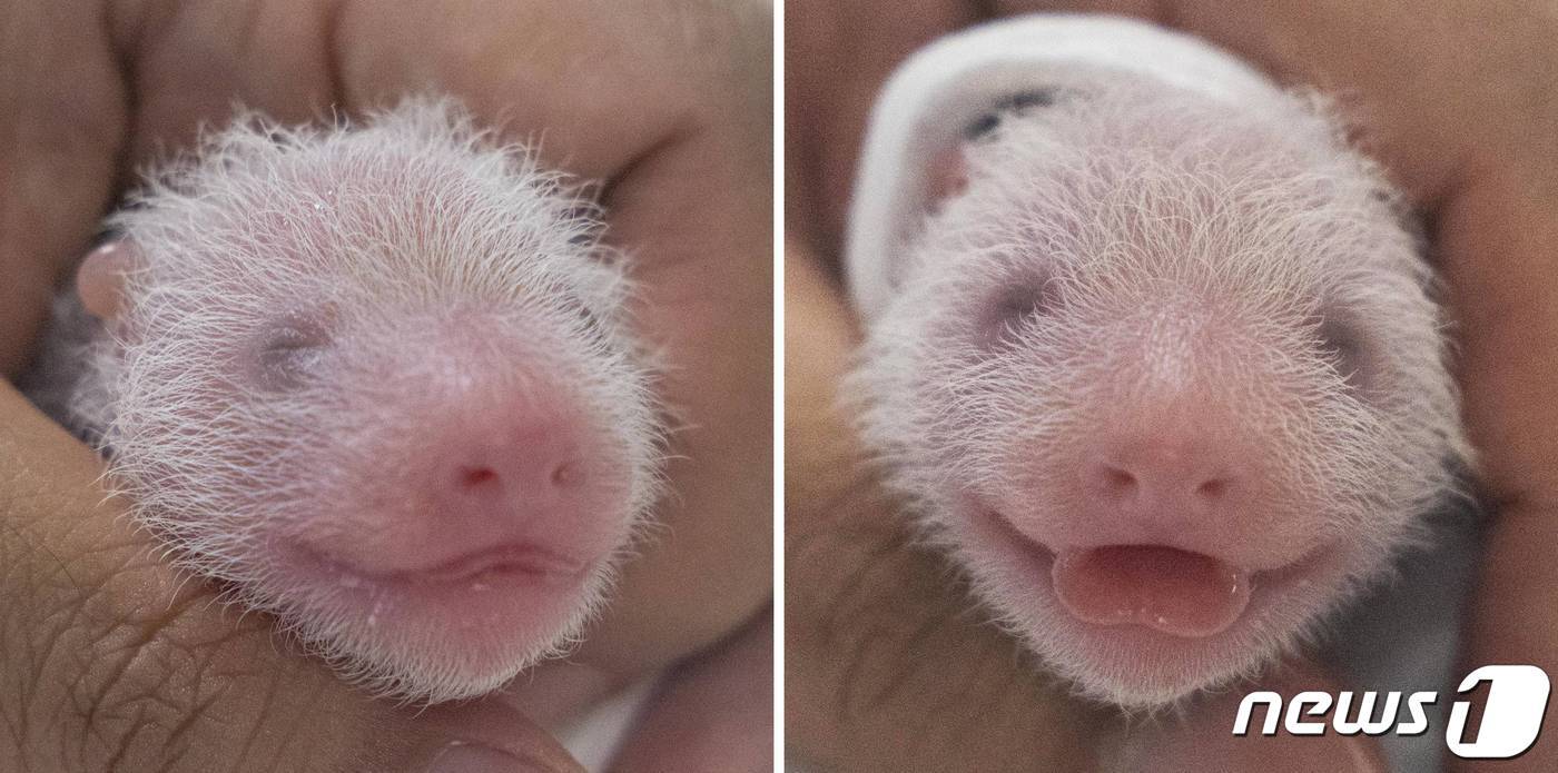 본문 이미지 - 건강검진 받는 쌍둥이 새끼 판다 자매(왼쪽부터 첫째, 둘째)(삼성물산 제공)