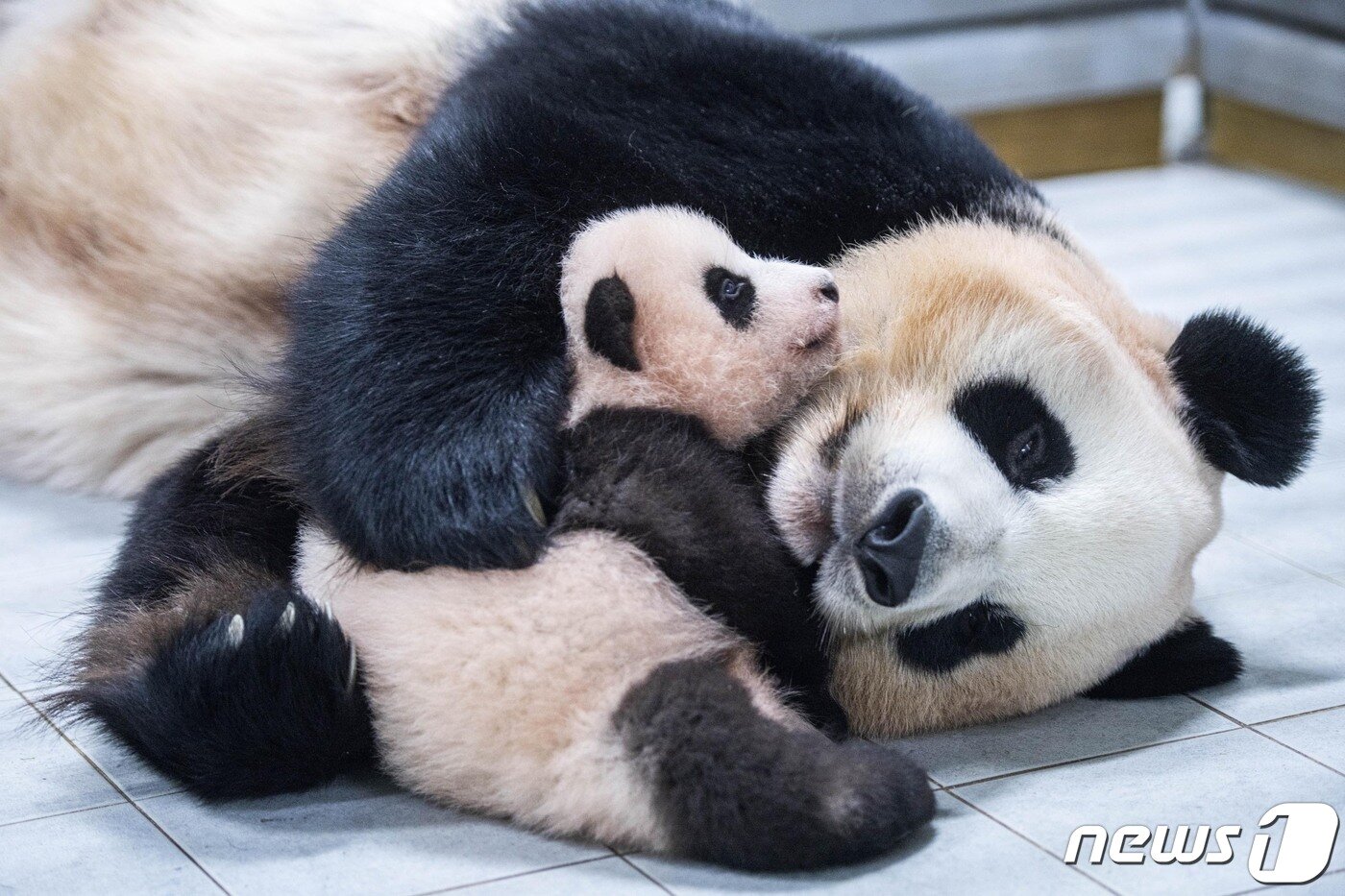 본문 이미지 - 생후 100일 당시 푸바오와 엄마 판다 아이바오(삼성물산 제공)