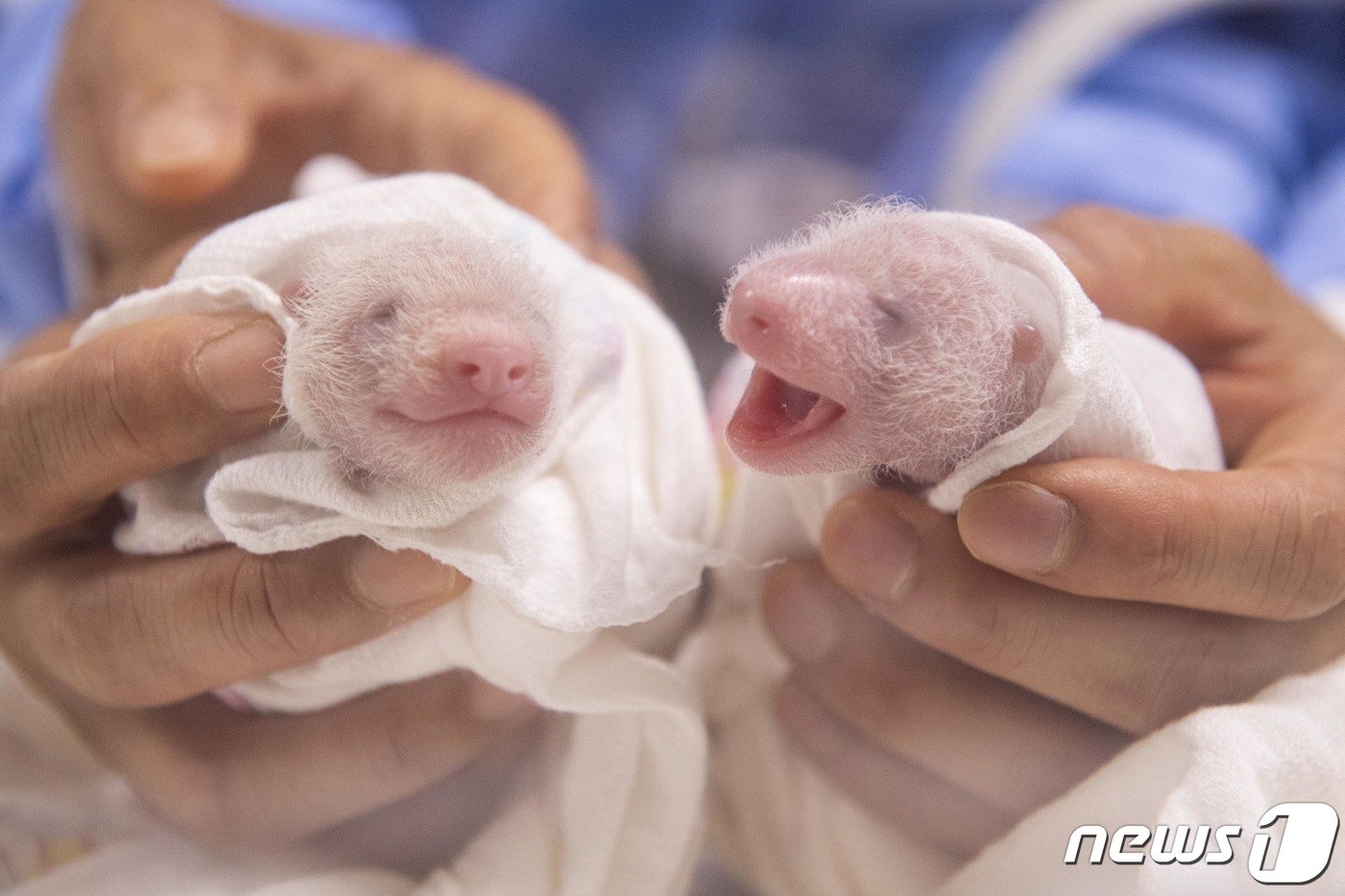 에버랜드가 지난 7일 판다월드에서 태어난 국내 최초 쌍둥이 아기 판다 자매들의 근황을 13일 공개했다. 에버랜드는 산모와 아기들 모두 건강한 상태를 유지하고 있으며, 엄마 아이바오가 쌍둥이 판다 모두를 동시에 돌보기 어려운 상황을 감안해 사육사들이 인공포육을 병행하고 있다고 밝혔다. &#40;삼성물산 리조트부문 제공&#41; 2023.7.13/뉴스1