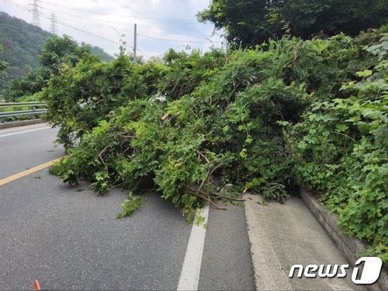 본문 이미지 - 13일 내린 장맛비로 경북 경주 양남면의 한 도로에 나무가 쓰러져 있다. (경북소방본부 제공) 2023.7.13/뉴스1