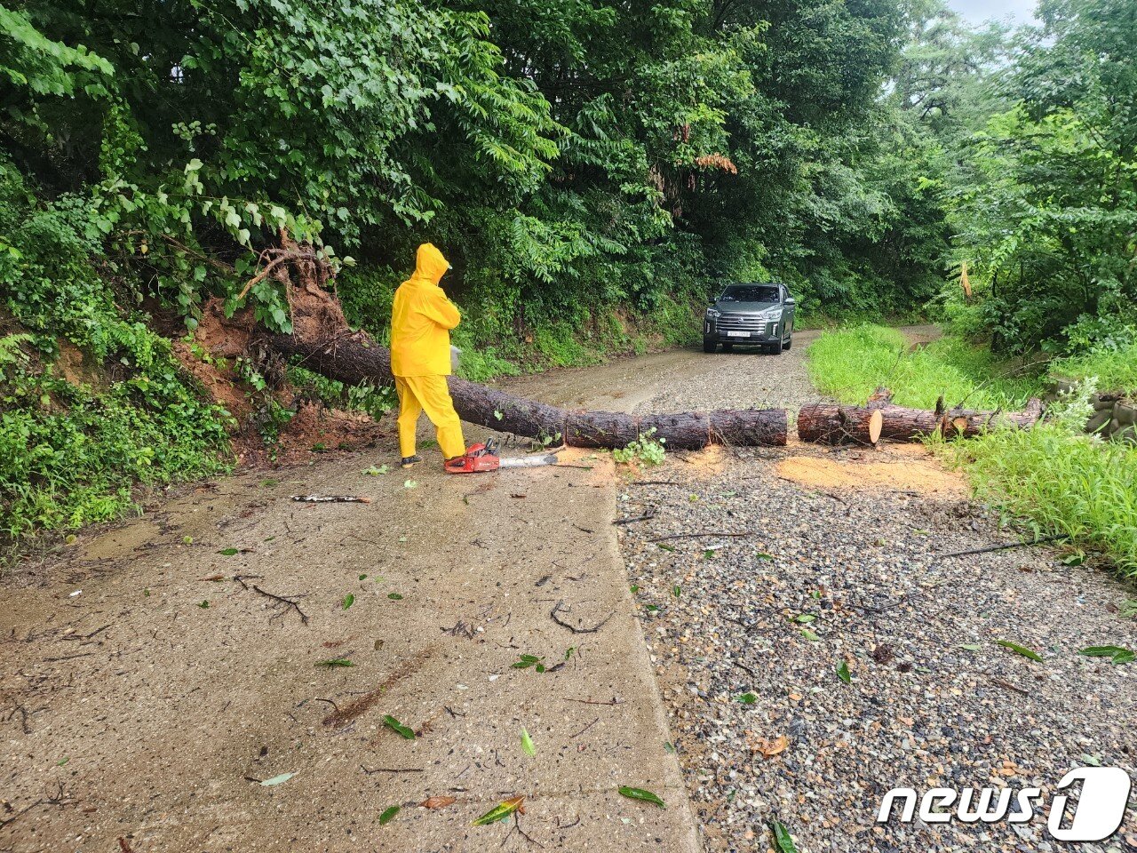 본문 이미지 - 14일 오전 6시38분쯤 옥천군 동이면 적하리 한 마을길에 나무가 쓰러져 소방당국이 안전조치를 하고 있다.(충북소방본부 제공).2023.7.14./뉴스1