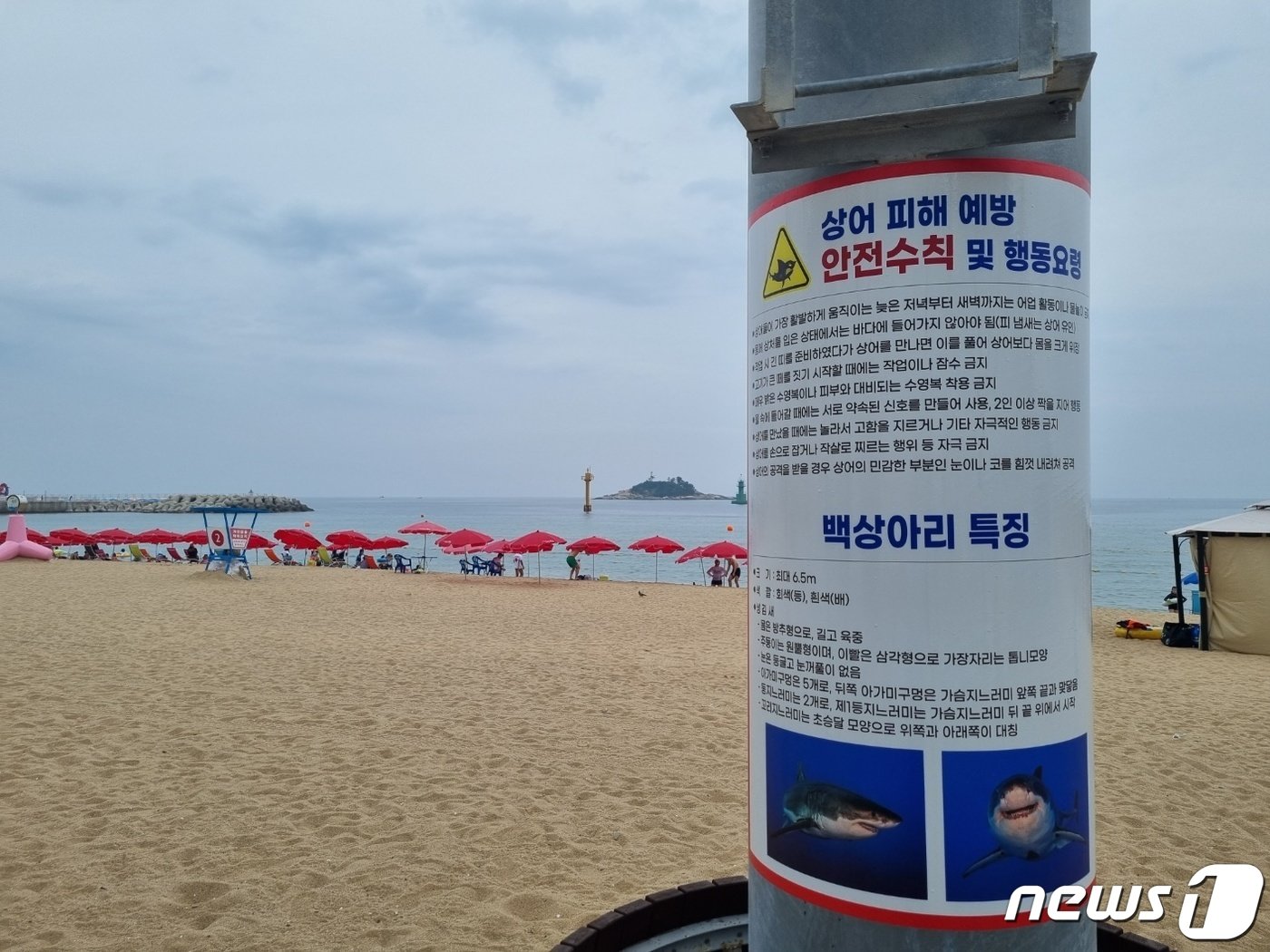 본문 이미지 - 강원 속초시 속초해수욕장 백사장에 설치된 상어 피해예방 안전수칙 안내판.2023.7.14/뉴스1 ⓒ News1 윤왕근 기자