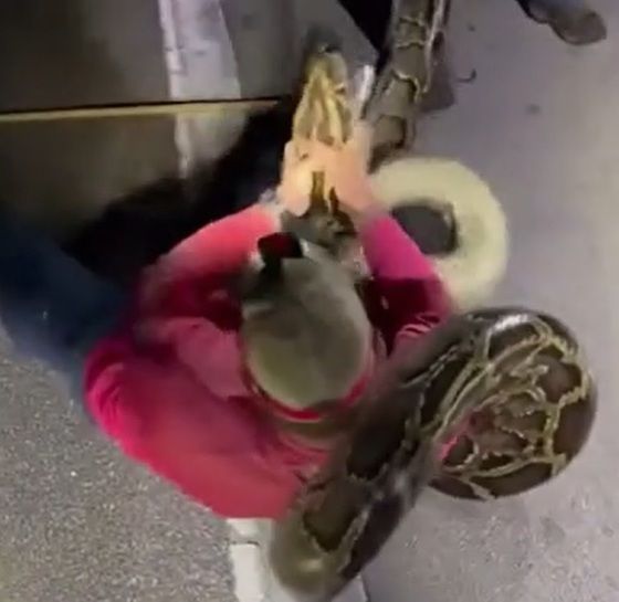 미국 남부 플로리다주에서 한 남성이 길이가 무려 6m에 달하는 버마비단뱀을 잡아 화제를 모으고 있다. 13일(현지시간) CBS뉴스 보도 캡처