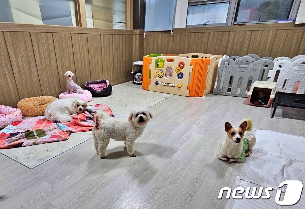 본문 이미지 - 경기 안산시 동물입양센터 '포독 마이라이프' ⓒ 뉴스1 최서윤 기자