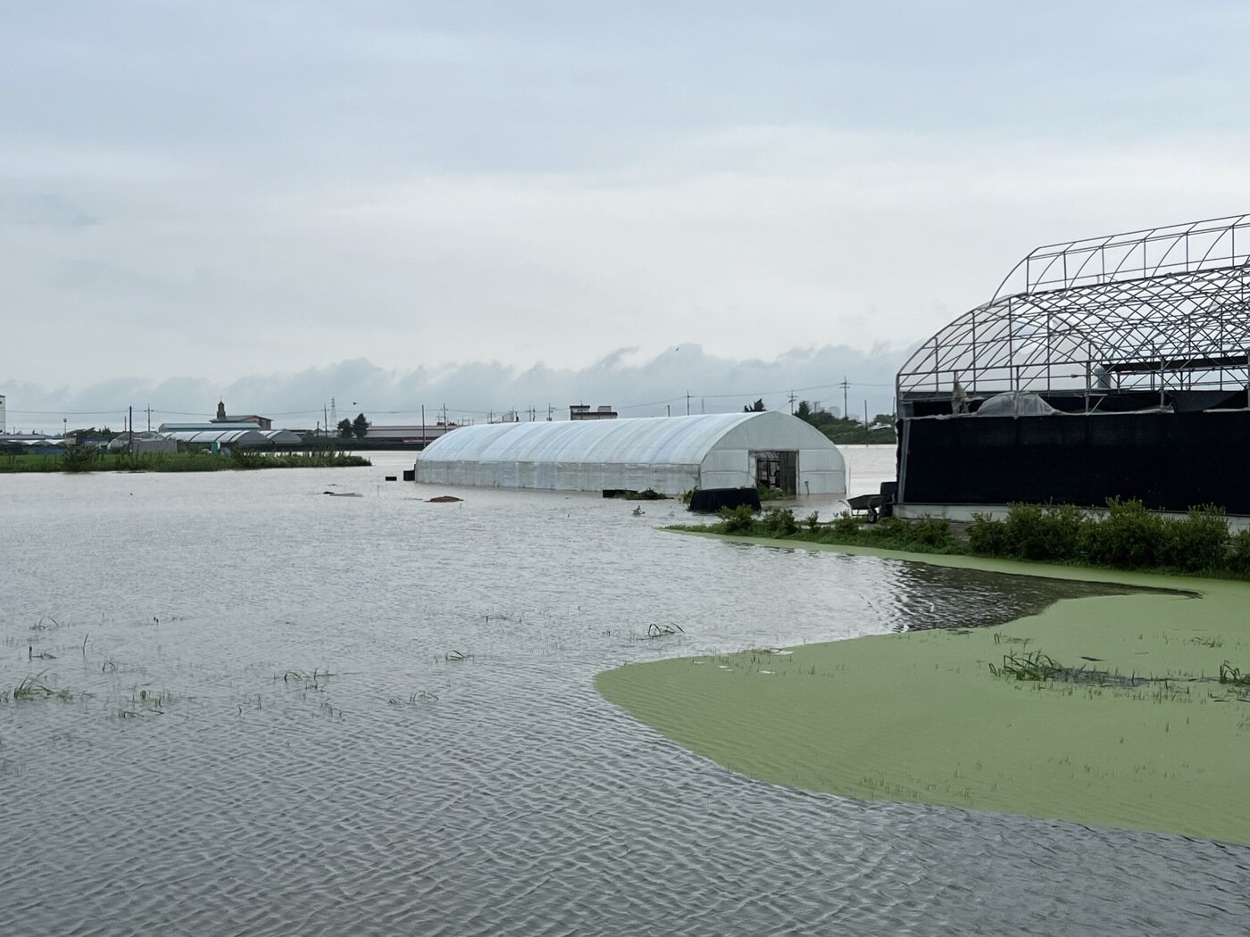 본문 이미지 - 천안시 동면 장소리 일부 논과 하우스가 집중호우로 물에 잠겼다. (천안시청 제공)
