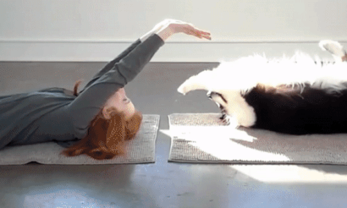 본문 이미지 - 유튜브 노트펫 영상 갈무리