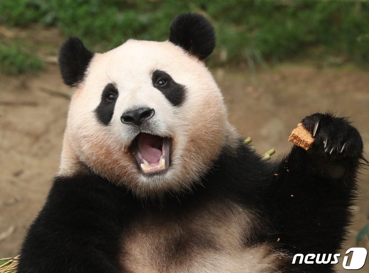 본문 이미지 - 20일 오전 경기 용인시 처인구 에버랜드에서 세번째 생일을 맞은 아기판다 푸바오가 먹이를 먹고 있다. 2023.7.20/뉴스1 ⓒ News1 김영운 기자