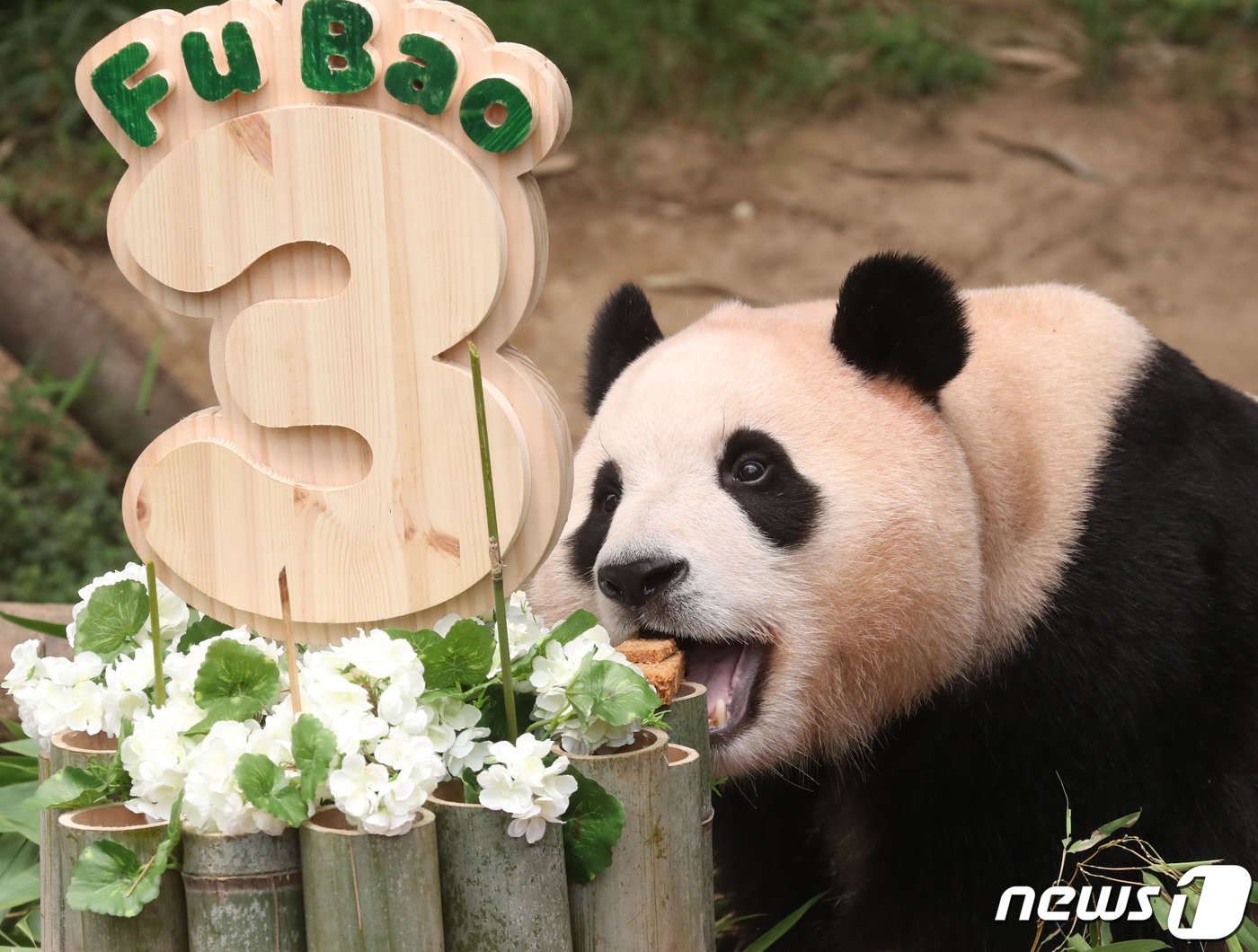 본문 이미지 - 20일 오전 경기 용인시 처인구 에버랜드에서 세번째 생일을 맞은 아기판다 푸바오가 사육사들이 준비한 생일 케이크를 먹고 있다. 2023.7.20/뉴스1 ⓒ News1 김영운 기자