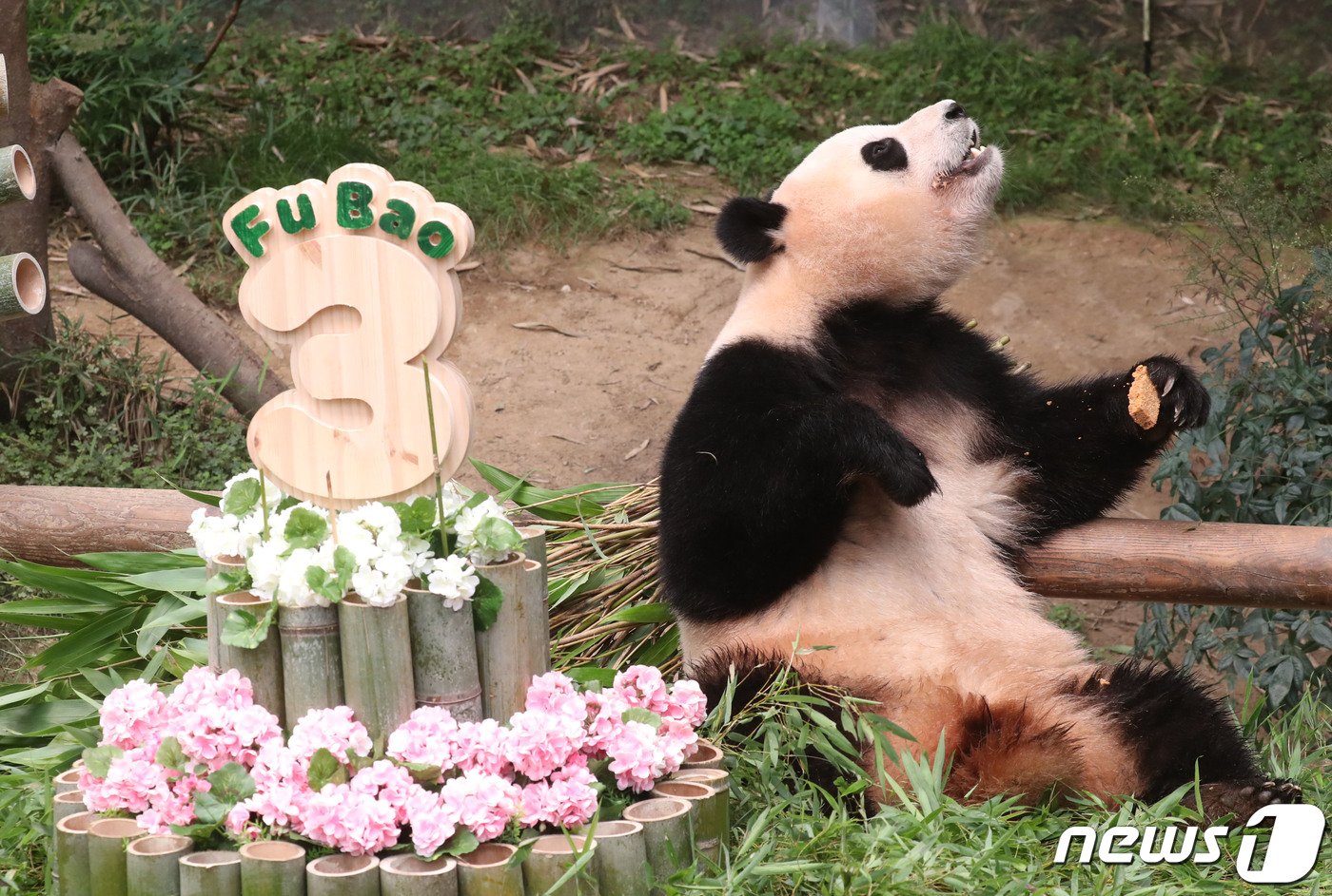 본문 이미지 - 20일 오전 경기 용인시 처인구 에버랜드에서 세번째 생일을 맞은 아기판다 푸바오가 사육사들이 준비한 생일 케이크를 먹고 있다. 2023.7.20/뉴스1 ⓒ News1 김영운 기자
