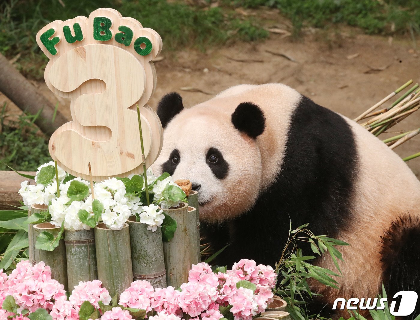 본문 이미지 - 20일 오전 경기 용인시 처인구 에버랜드에서 세번째 생일을 맞은 아기판다 푸바오가 사육사들이 준비한 생일 케이크를 먹고 있다. 2023.7.20/뉴스1 ⓒ News1 김영운 기자