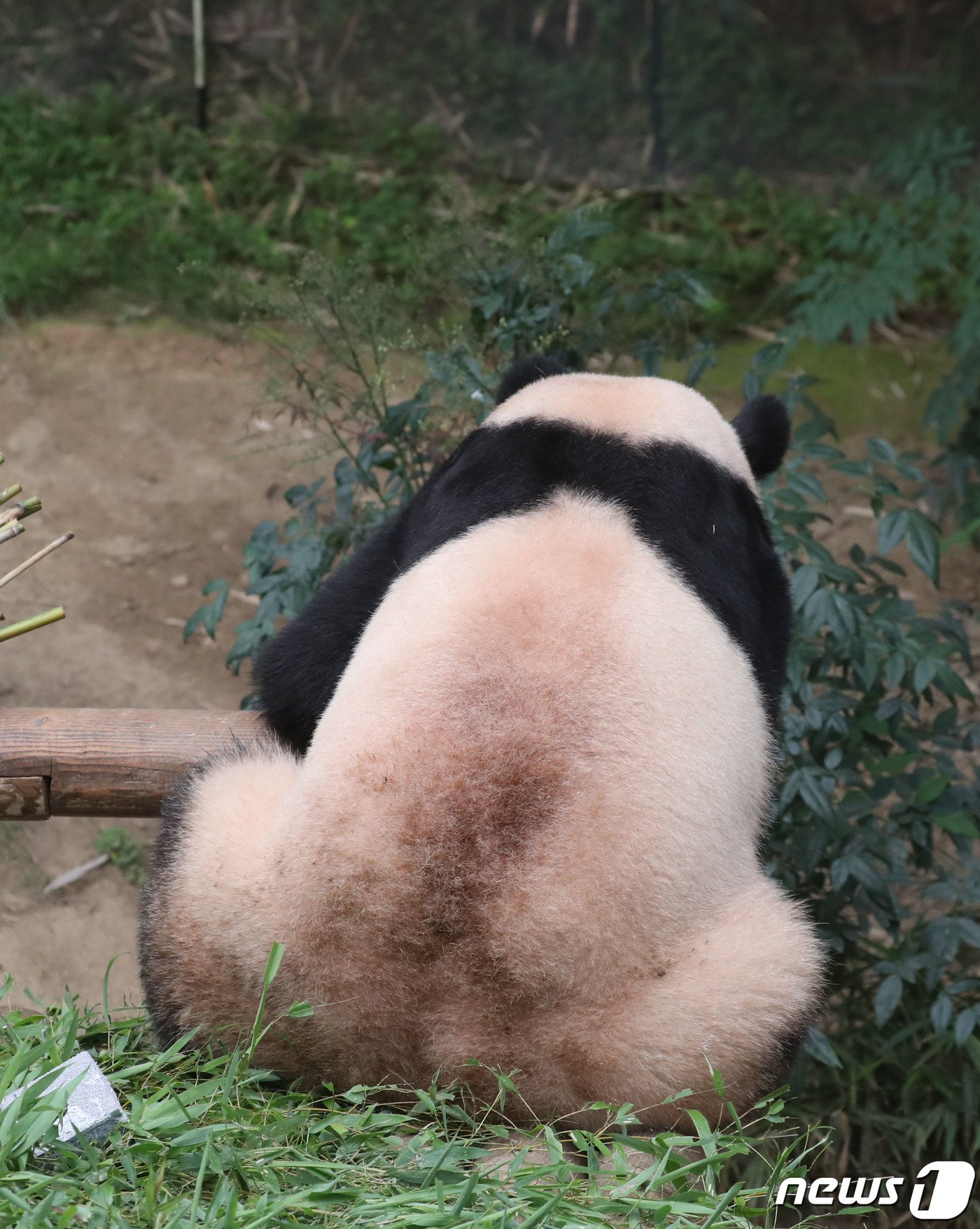 본문 이미지 - 20일 오전 경기 용인시 처인구 에버랜드에서 세번째 생일을 맞은 아기판다 푸바오가 먹이를 먹고 있다. 2023.7.20/뉴스1 ⓒ News1 김영운 기자