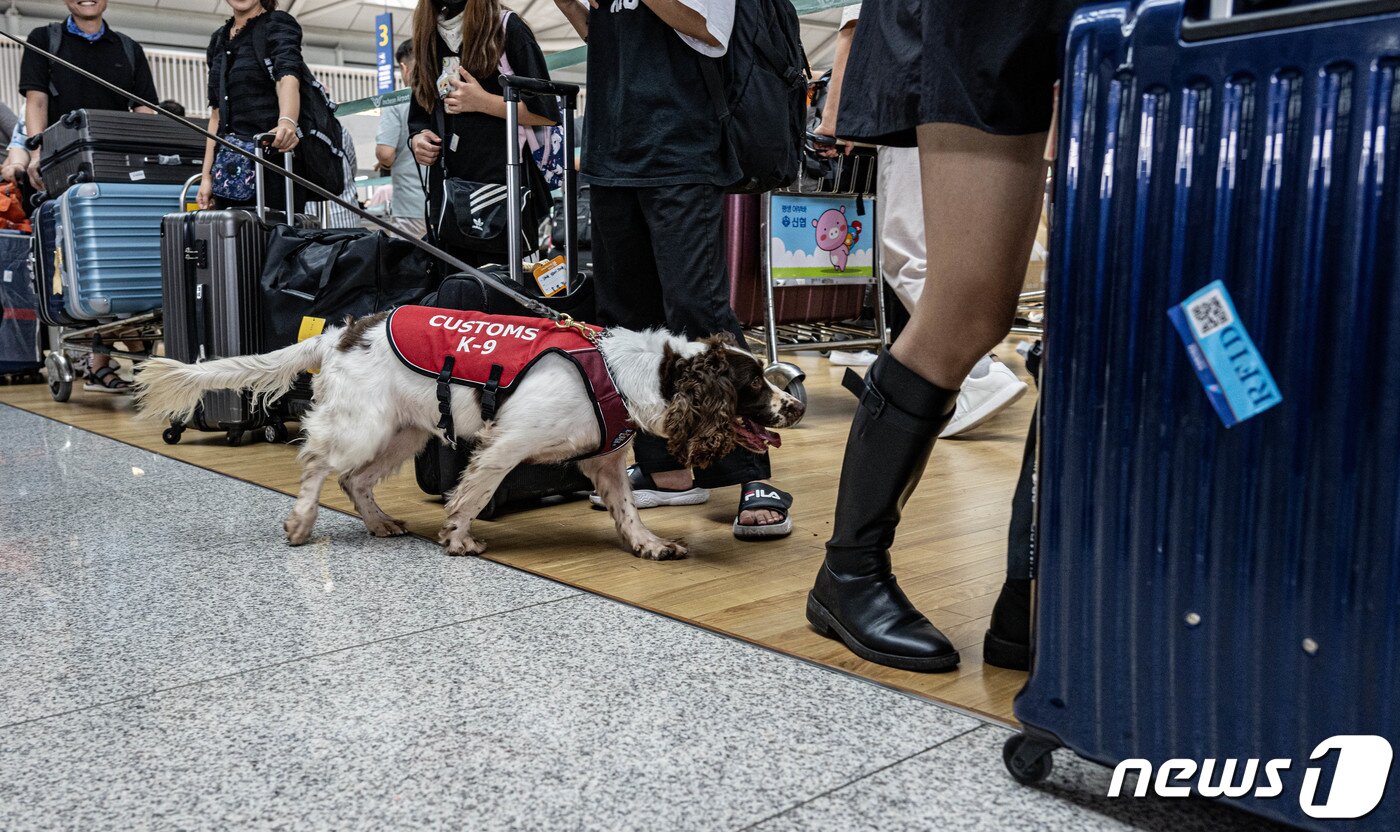 본문 이미지 - 관세청 관계자들이 마약 탐지견과 함께 25일 인천국제공항 제1터미널 출국장에서 관세청 상반기 마약단속 동향 발표 및 마약류 밀반입 예방 캠페인을 하고 있다. (공동취재) 2023.7.25/뉴스1 ⓒ News1 박정호 기자