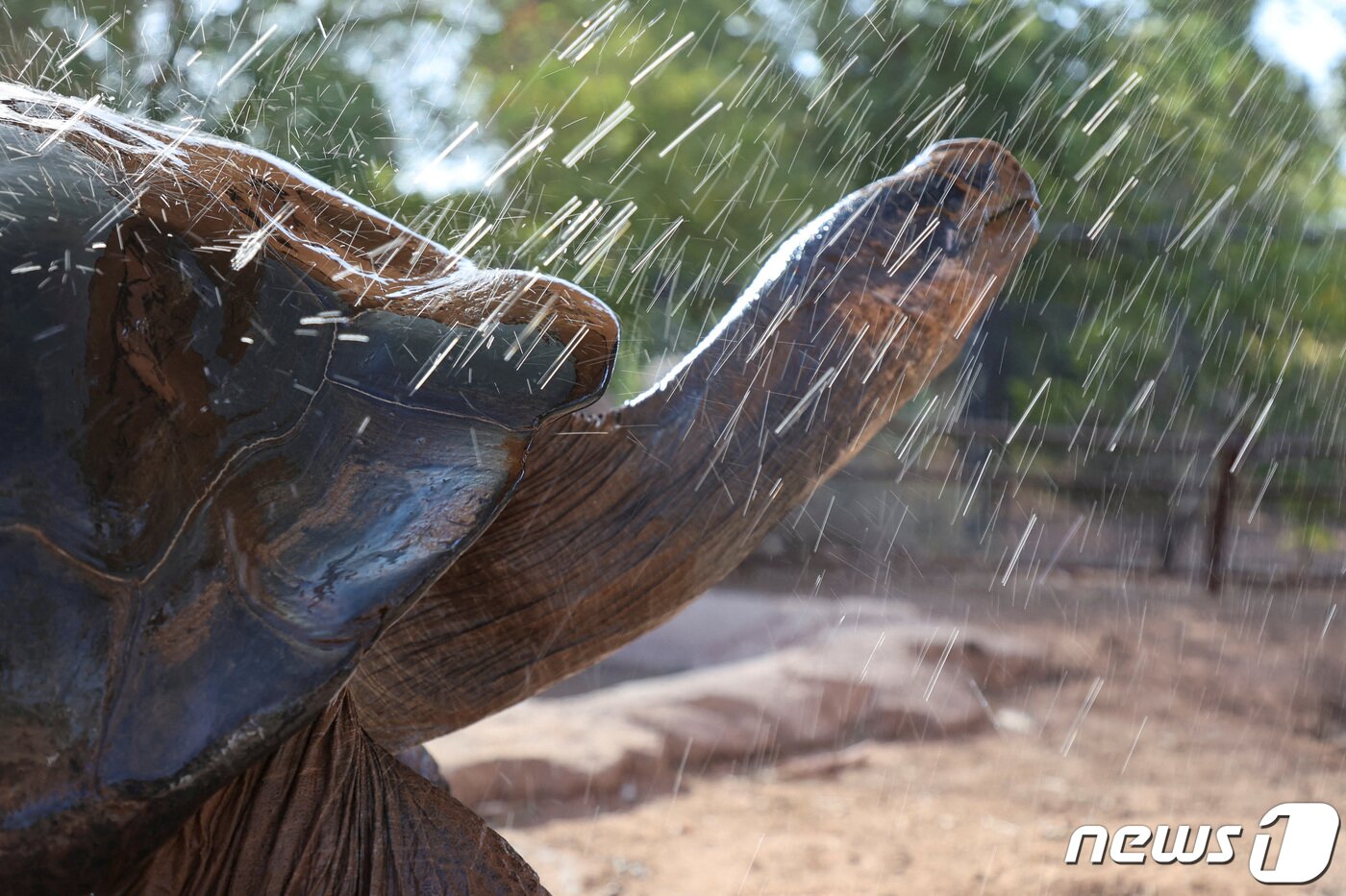 본문 이미지 - 21일(현지시각) 미국 애리조나주 소재의 피닉스 동물원에서 갈라파고스 땅거북인 '엘비스'가 물줄기를 맞고 있다. 현재에도 애리조나주 피닉스는 연일 섭씨 43도를 넘는 기록적 폭염으로 고통받고 있다. 2023.07,21/ ⓒ 로이터=뉴스1 ⓒ News1 윤주영 기자