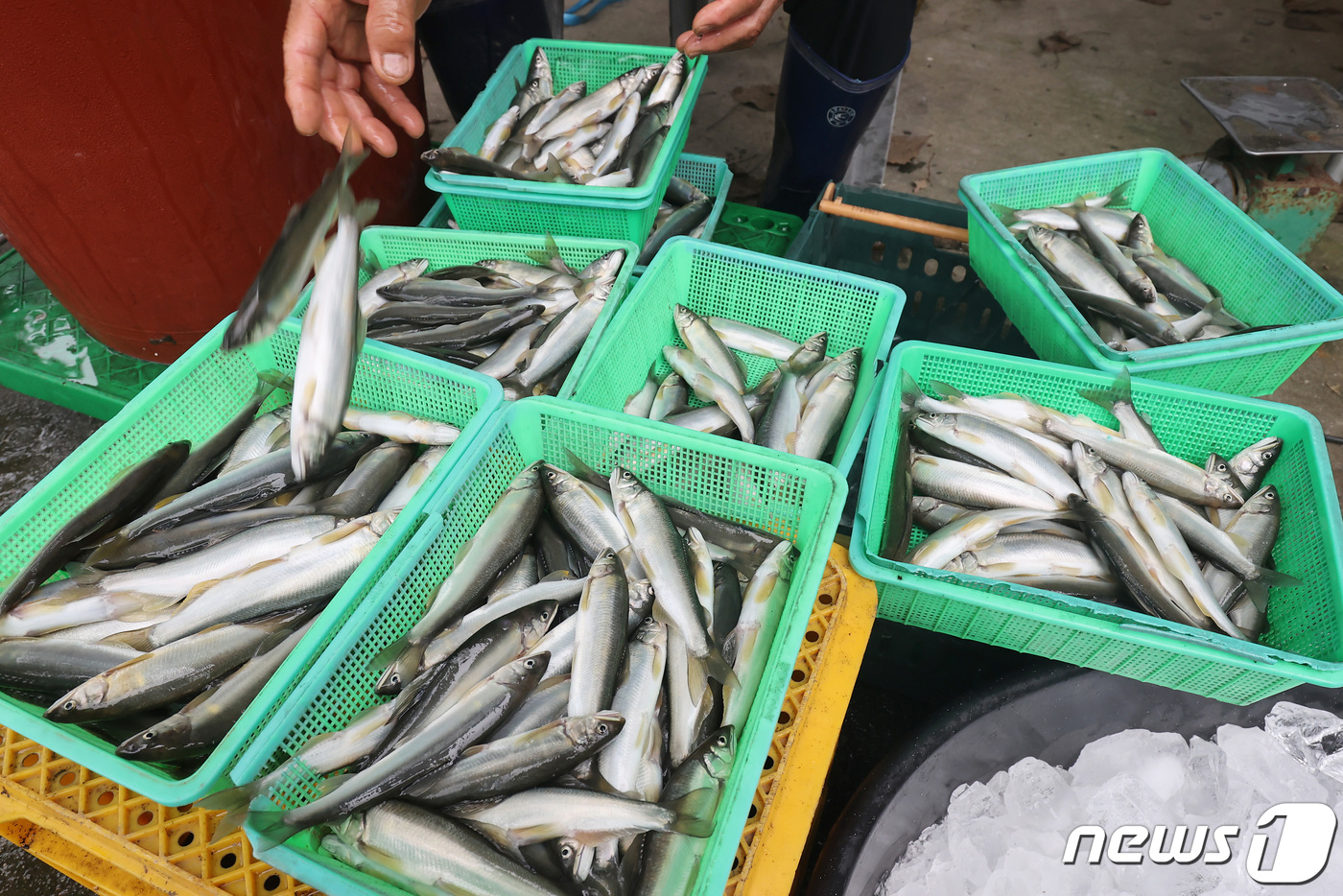 봉화은어축제 취소, 양식 은어 36만 마리 어쩌나? - 뉴스1
