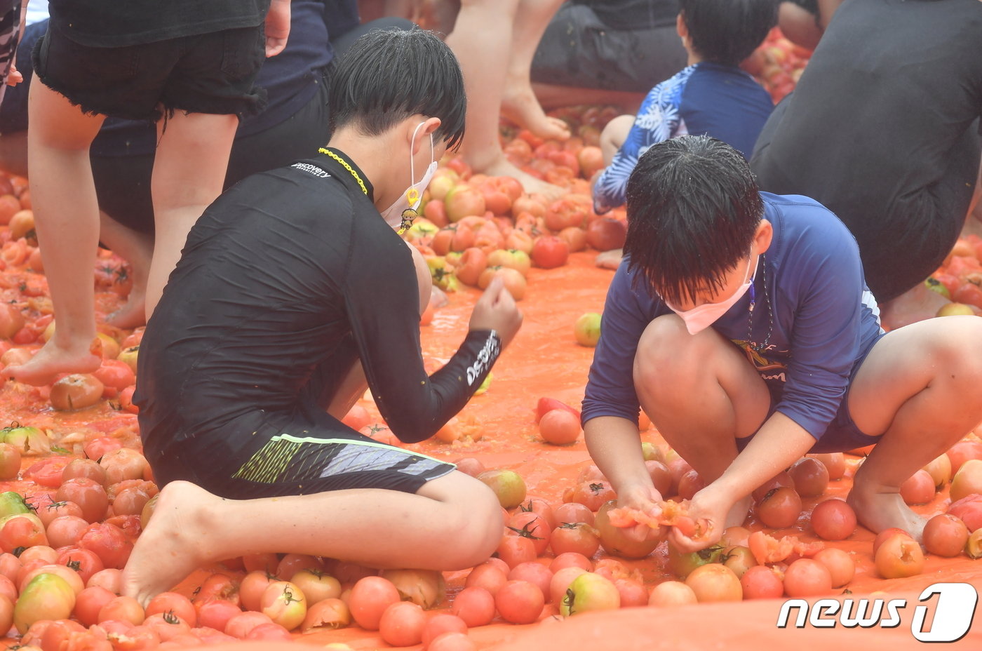 강원 화천토마토축제 황금반지를 찾아라 이벤트.&#40;화천군 제공&#41;