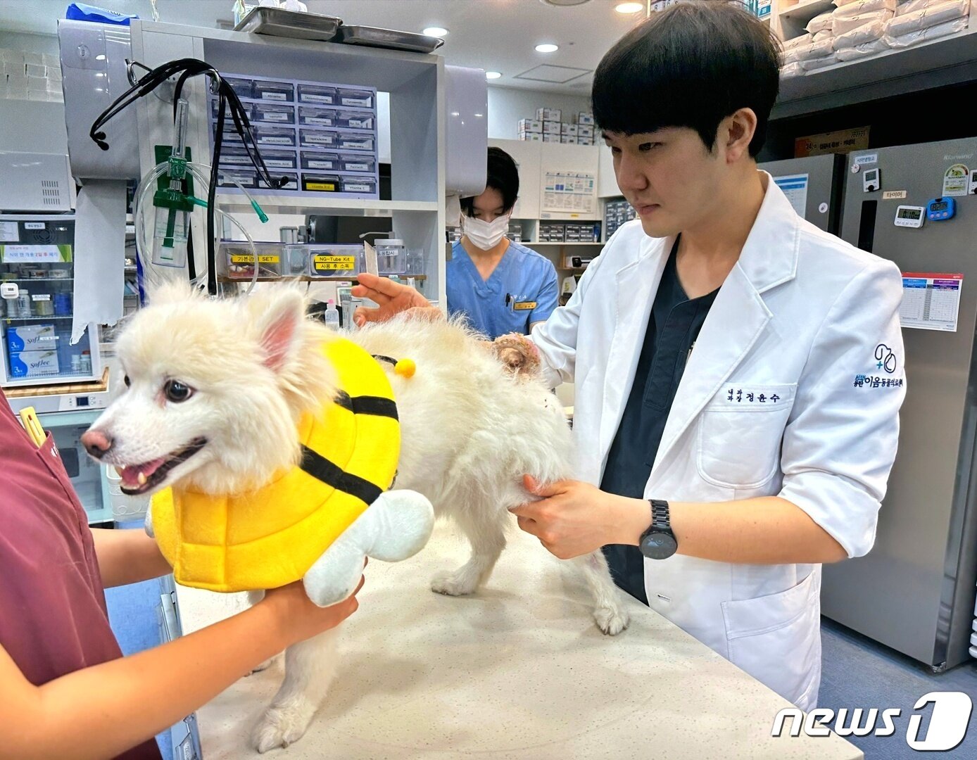본문 이미지 - 면역매개성 다발성 관절염 치료 중인 강아지(이음동물의료센터 제공) ⓒ 뉴스1