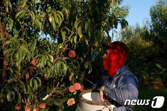 미국 조지아주 포트 밸리의 한 과수원에서 폭염을 막기 위해 얼굴을 천으로 둘러싼 노동자가 복숭아를 따고 있다. 원래 복숭아는 8월까지 재배가 가능했지만 올해는 기후변화로 7월까지로 수확 기간이 줄어들었다. © AFP=뉴스1 © News1 권진영 기자