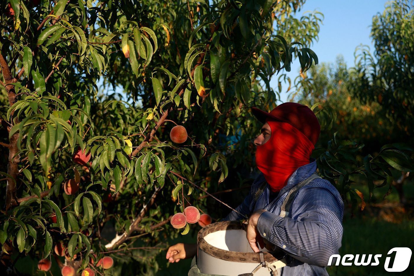 본문 이미지 - 미국 조지아주 포트 밸리의 한 과수원에서 폭염을 막기 위해 얼굴을 천으로 둘러싼 노동자가 복숭아를 따고 있다. 원래 복숭아는 8월까지 재배가 가능했지만 올해는 기후변화로 7월까지로 수확 기간이 줄어들었다. ⓒ AFP=뉴스1 ⓒ News1 권진영 기자
