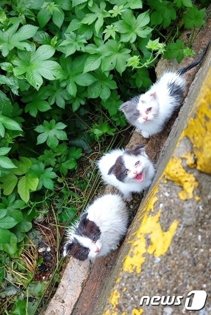 부산 사하구 다대동 산책로에서 발견된 새끼 고양이들.&#40;부산동물사랑길고양이보호연대 제공&#41;