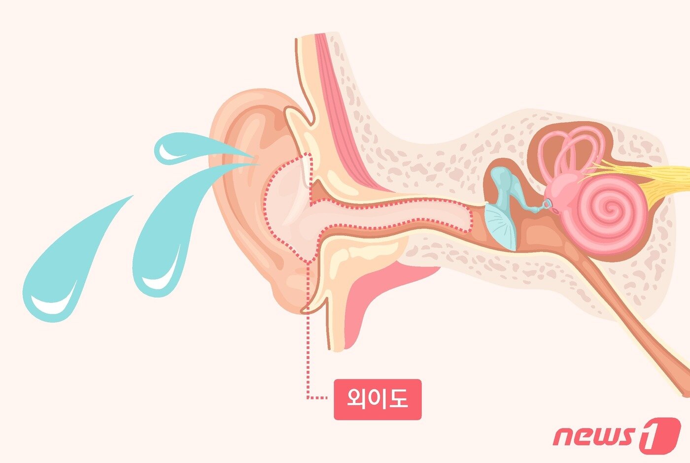 본문 이미지 - ⓒ News1 윤주희 디자이너