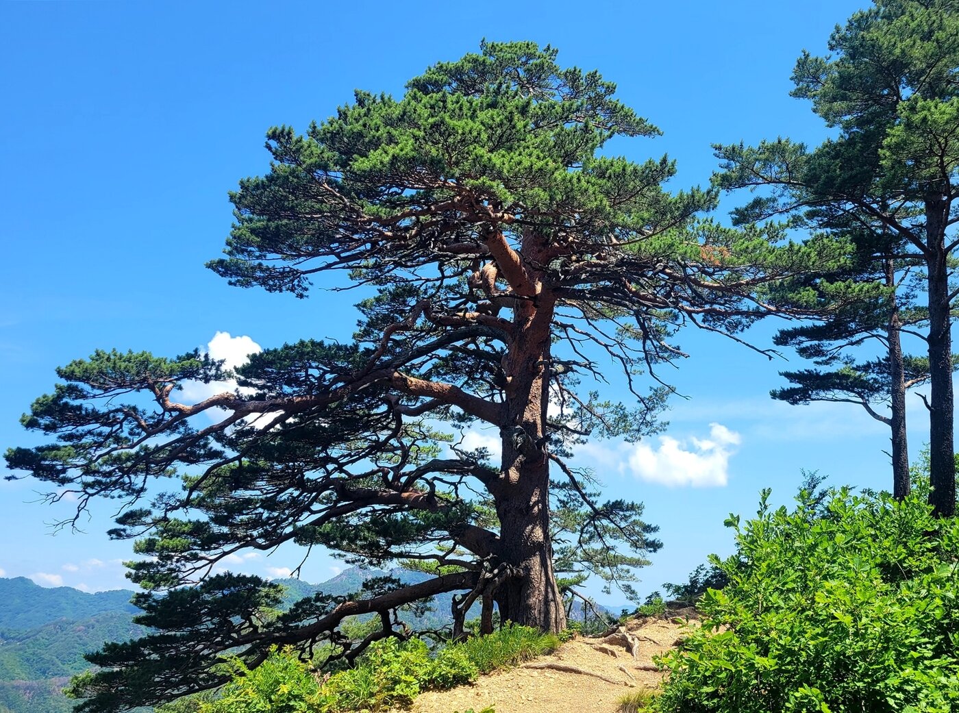 본문 이미지 - 대왕소나무(한국관광공사 제공)