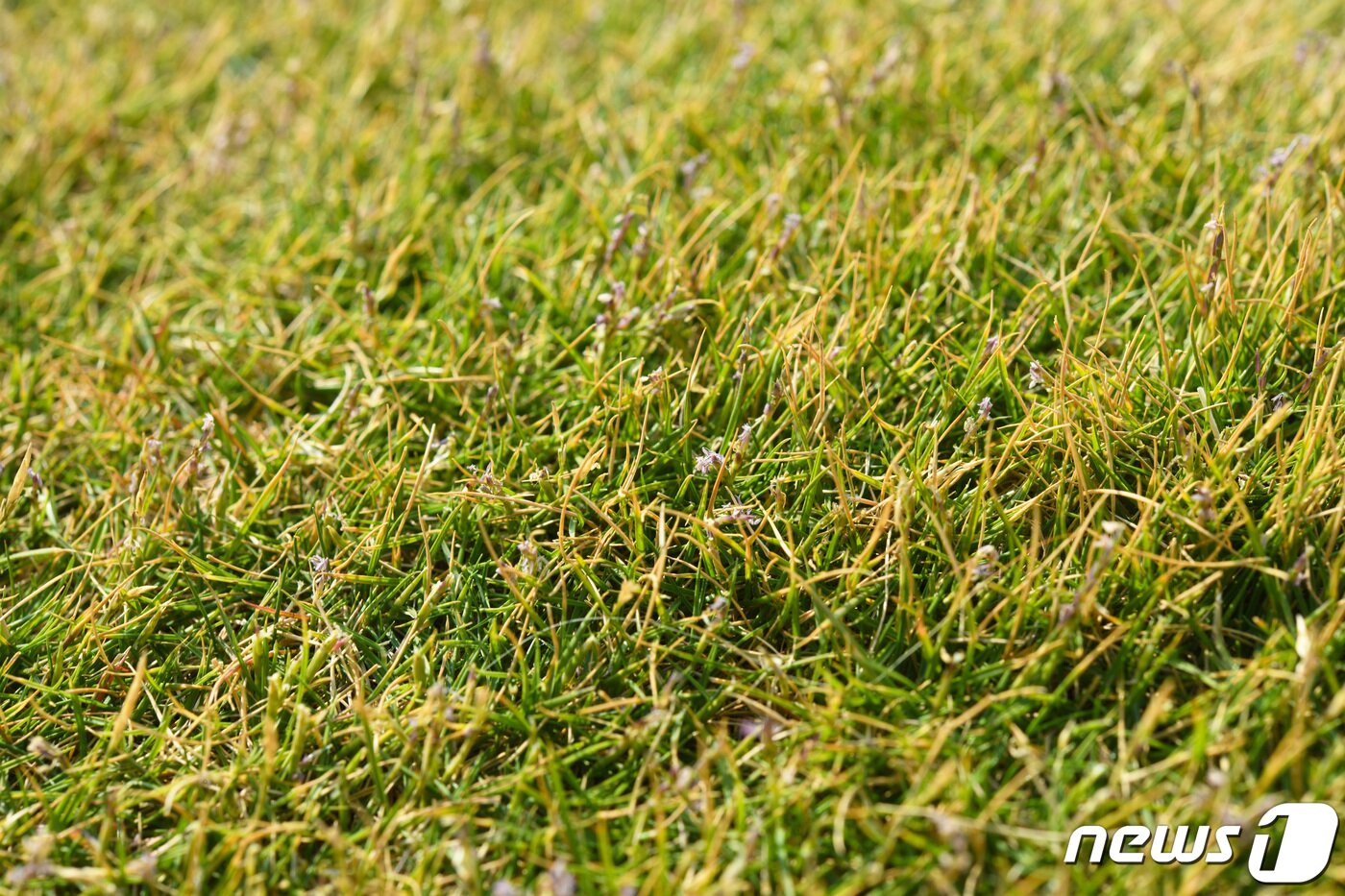 본문 이미지 -  마라도에서 확인된 비단잔지(국립산림과학원 제공)/뉴스1