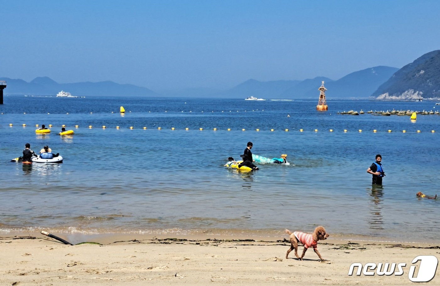 본문 이미지 - 폭염 경보가 발효 중인 29일 경남 거제 남부면 댕수욕장에서 물놀이를 즐기고 있는 피서객과 소형견이 해변가를 걷고 있다. 2023.7.29/뉴스1 ⓒ News1 강미영 기자
