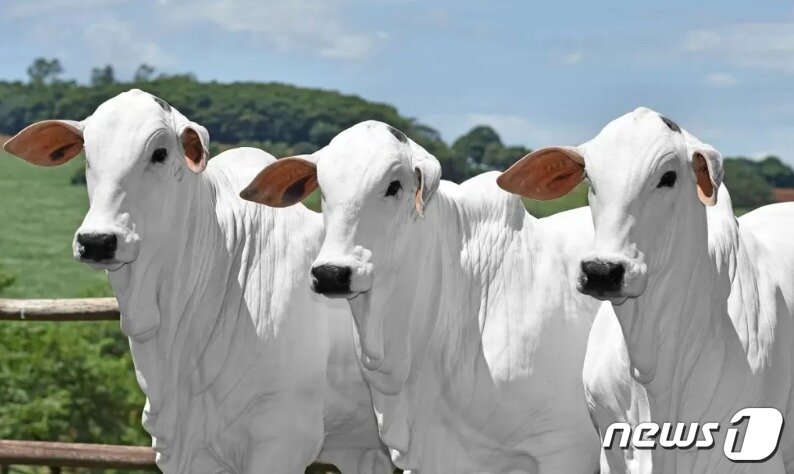 본문 이미지 - 나란히 선 넬로르 품종 소들. 마치 흰 사슴을 연상시킨다 - 비아티나19 인스타 갈무리 