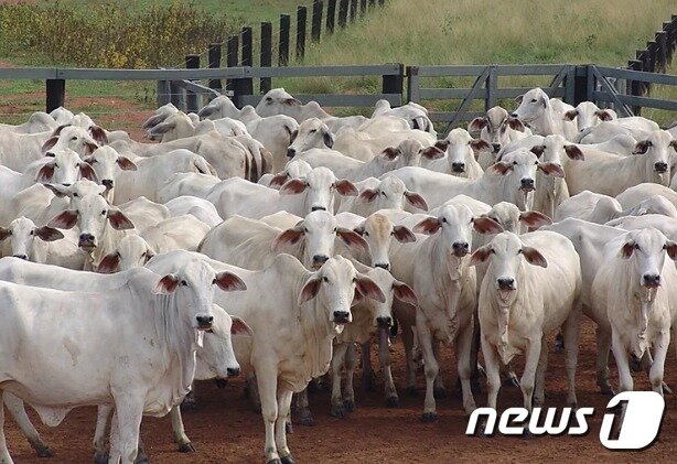 본문 이미지 - 목장 우리에 갇힌 넬로르들. - 비아티나19 인스타그램 