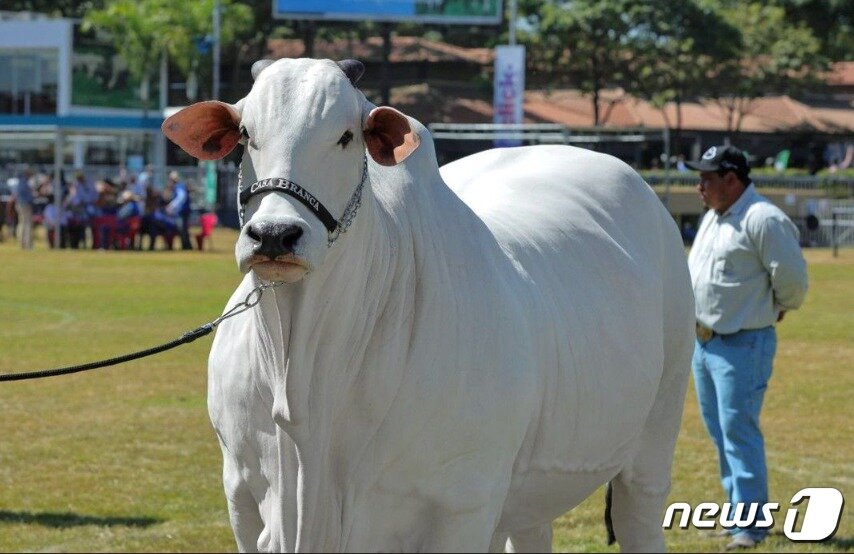본문 이미지 - 앞에서 본 비아티아19 - 비아티아19 인스타 갈무리  
