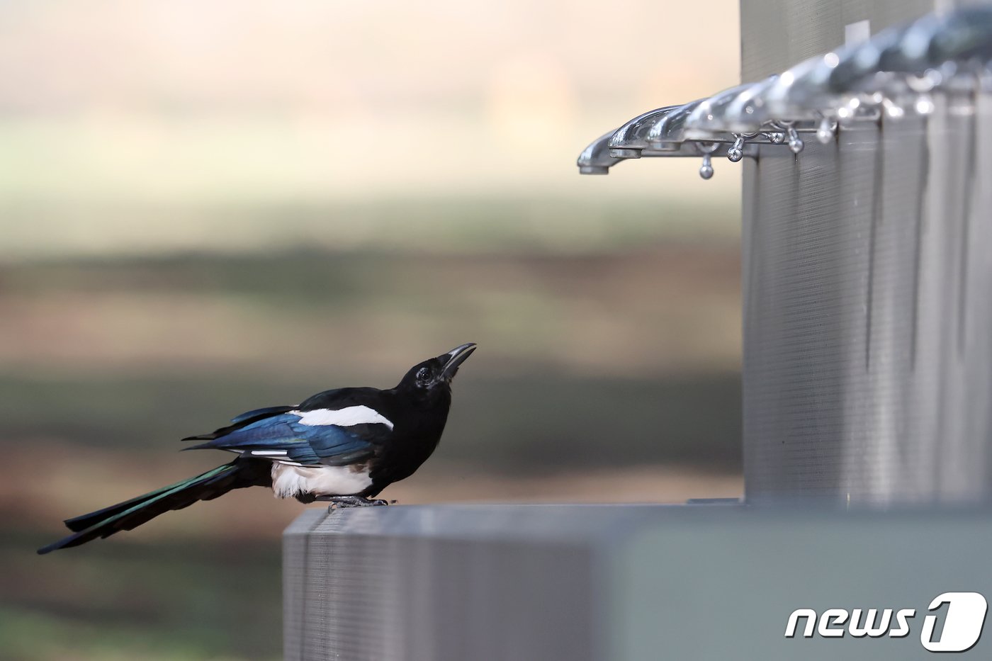 본문 이미지 - 장마가 끝나고 전국 곳곳에 폭염특보가 발효된 30일 경북 경산시 대구가톨릭대 효성캠퍼스 숲속 수돗가에 날아든 까치가 수도꼭지를 바라보며 애타게 물을 찾고 있다. 2023.7.30/뉴스1 ⓒ News1 공정식 기자