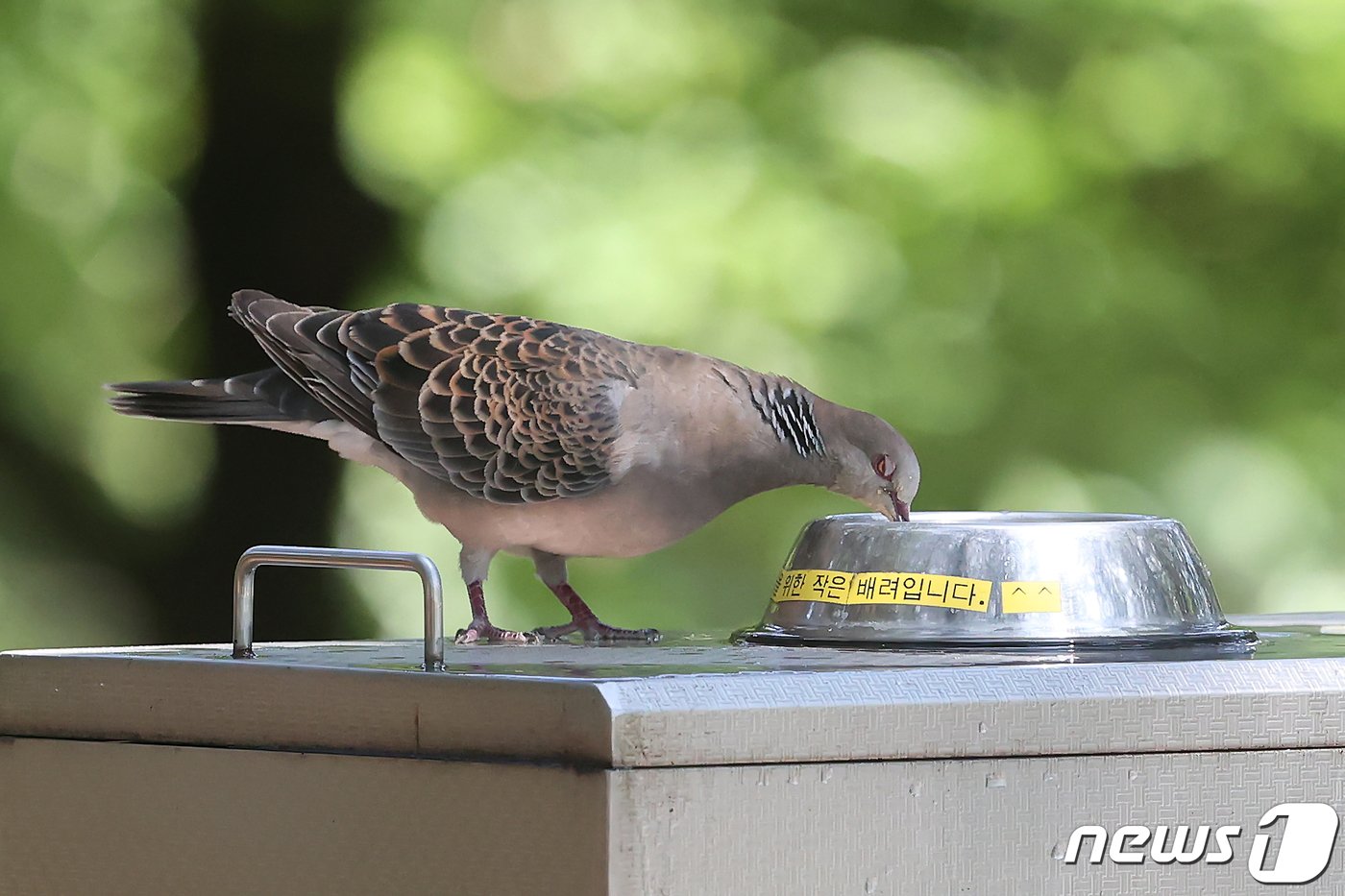 본문 이미지 - 구글 바드가 분석한 이미지 원본. 장마가 끝나고 전국 곳곳에 폭염특보가 발효된 30일 경북 경산시 대구가톨릭대 효성캠퍼스 숲속 수돗가에 날아든 비둘기가 물을 마시고 있다. 2023.7.30/뉴스1 ⓒ News1 공정식 기자