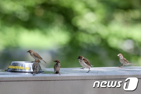 장마가 끝나고 전국 곳곳에 폭염특보가 발효된 30일 경북 경산시 대구가톨릭대 효성캠퍼스 숲속 수돗가에 날아든 참새가 물을 마시기 위해 줄지어 기다리고 있다. 2023.7.30/뉴스1 © News1 공정식 기자