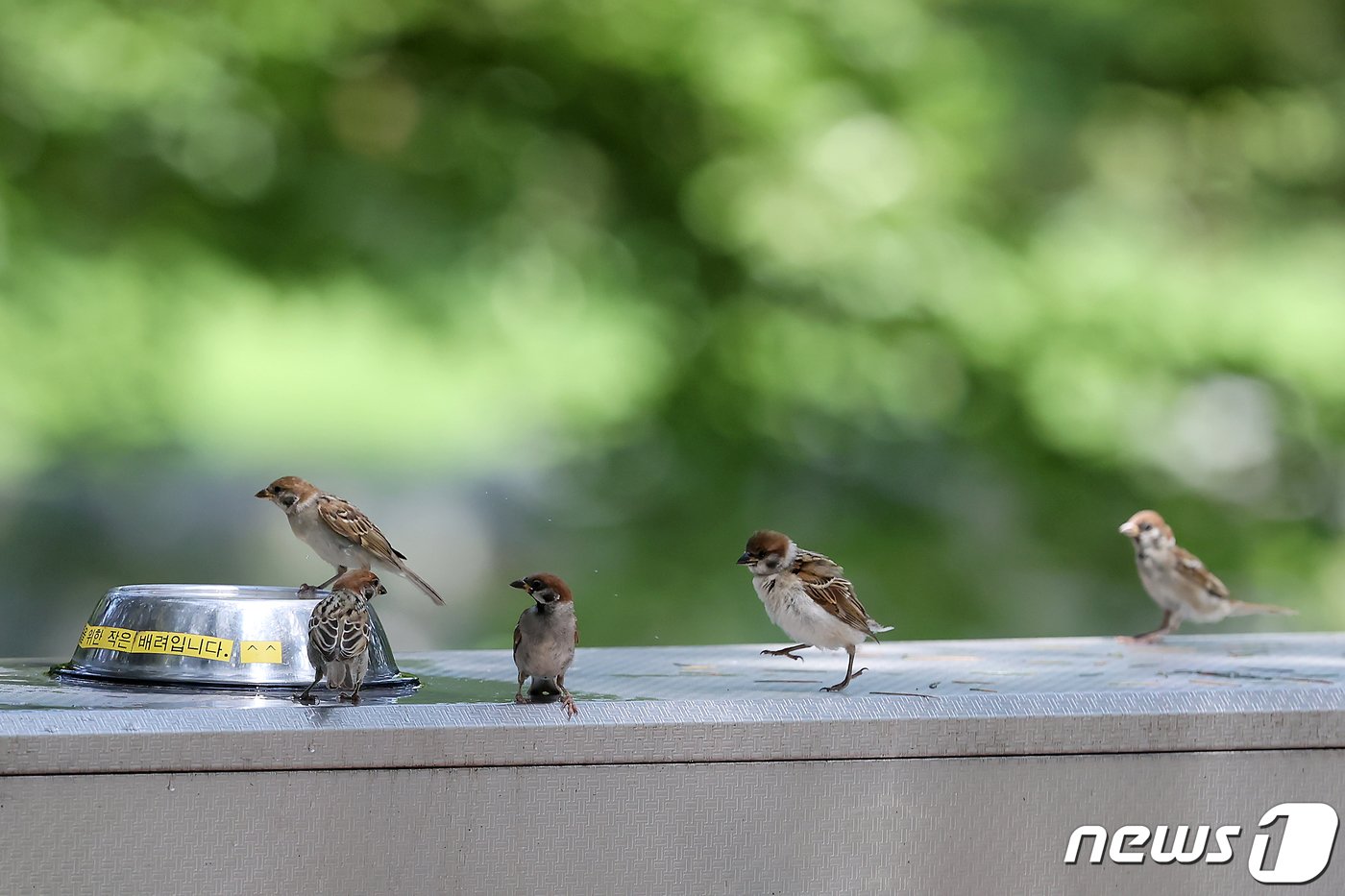 본문 이미지 - 장마가 끝나고 전국 곳곳에 폭염특보가 발효된 30일 경북 경산시 대구가톨릭대 효성캠퍼스 숲속 수돗가에 날아든 참새가 물을 마시기 위해 줄지어 기다리고 있다. 2023.7.30/뉴스1 ⓒ News1 공정식 기자