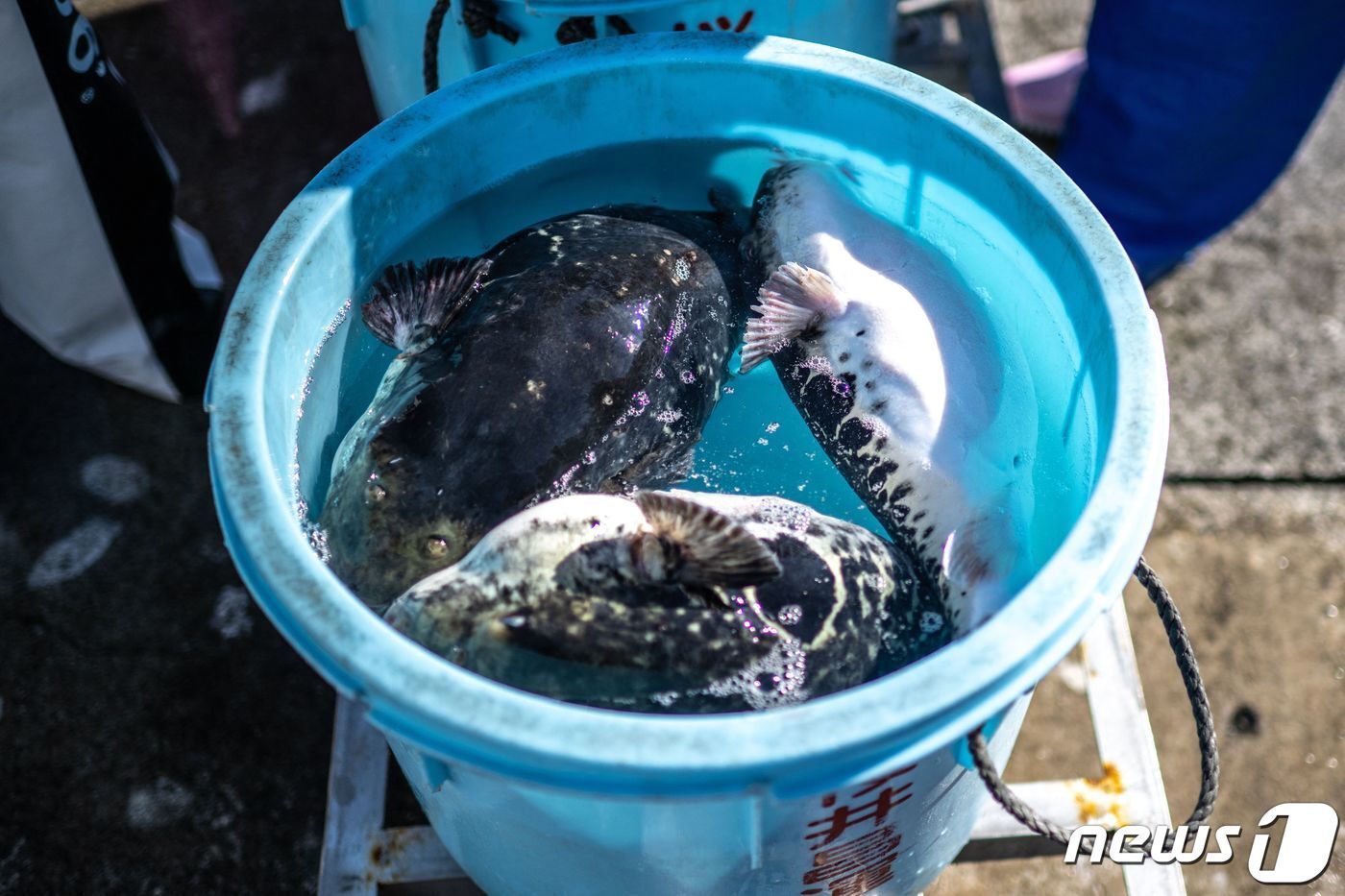 본문 이미지 - 일본 후쿠시마현 소마시 마쓰카와우라에서 잡힌 복어 3마리. 2023.01.09/ ⓒ AFP=뉴스1 ⓒ News1 권진영 기자