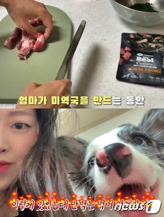 본문 이미지 - 반려견 오월이 인스타그램 갈무리 ⓒ 뉴스1