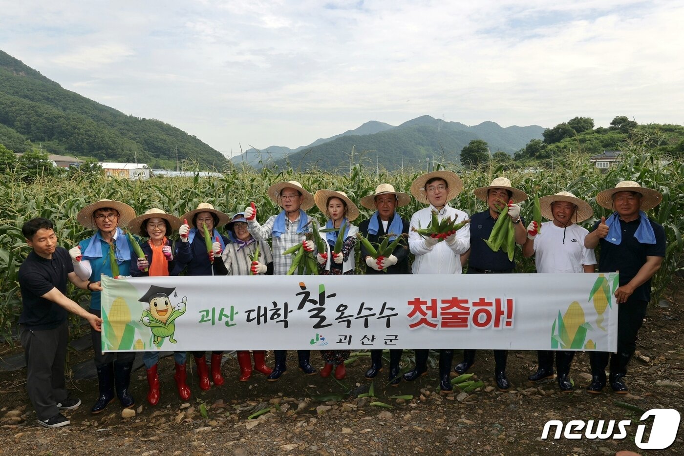 본문 이미지 - 충북 괴산의 대표 농특산물인 '대학찰옥수수'가 7일 첫 수확과 함께 출하를 시작했다.(괴산군 제공)/뉴스1
