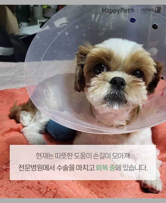 본문 이미지 -  