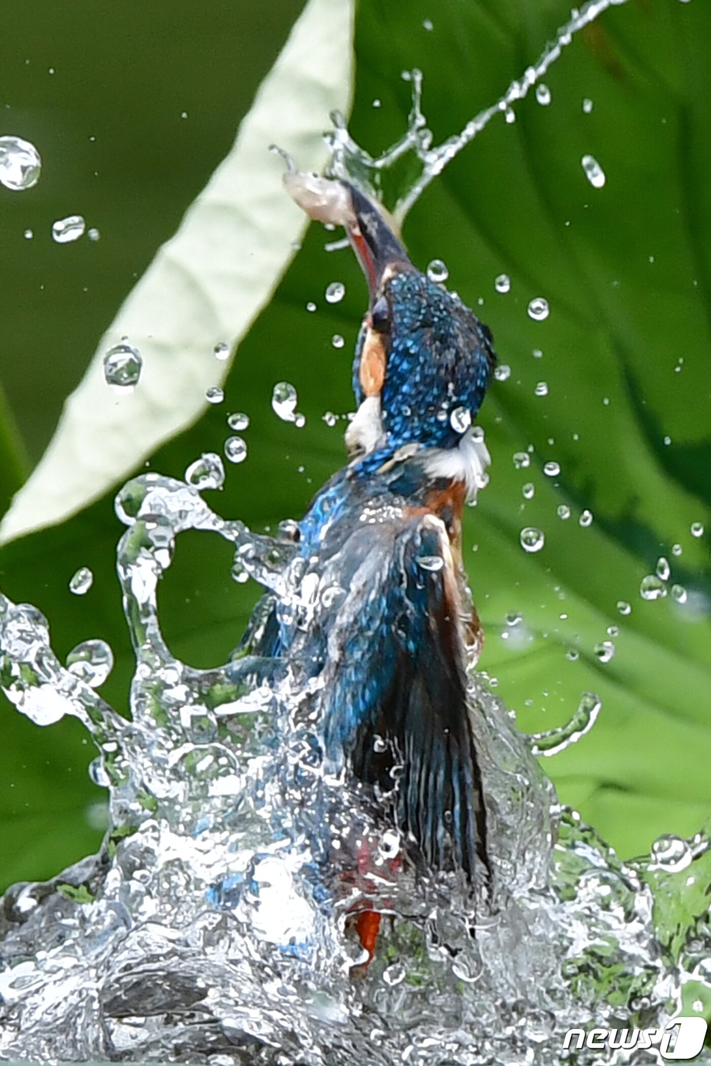 본문 이미지 - 9일 물총새가 경북 포항시 북구 냇가에서 물고기를 사냥에 성공하고 있다.2023.7.9/뉴스1 최창호 기자 