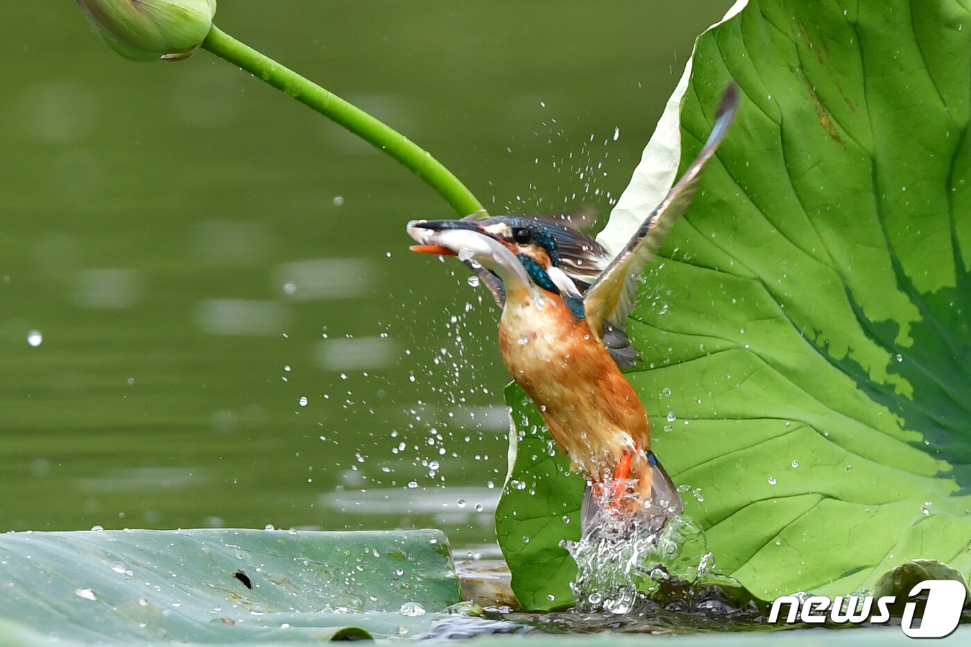 본문 이미지 -  9일 물총새가 경북 포항시 북구 냇가에서 물고기를 잡은 후 힘차게 날아오르고 있다.2023.7.9/뉴스1 최창호 기자
