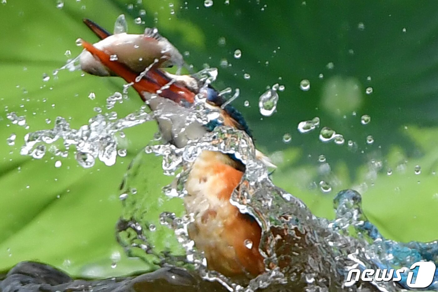 본문 이미지 - 9일 물총새 한마리가 경북 포항시 북구 냇가에서 물고기 사냥에 성공한 후 수면 위로 올라오고 있다.2023.7.9/뉴스1 최창호 기자 