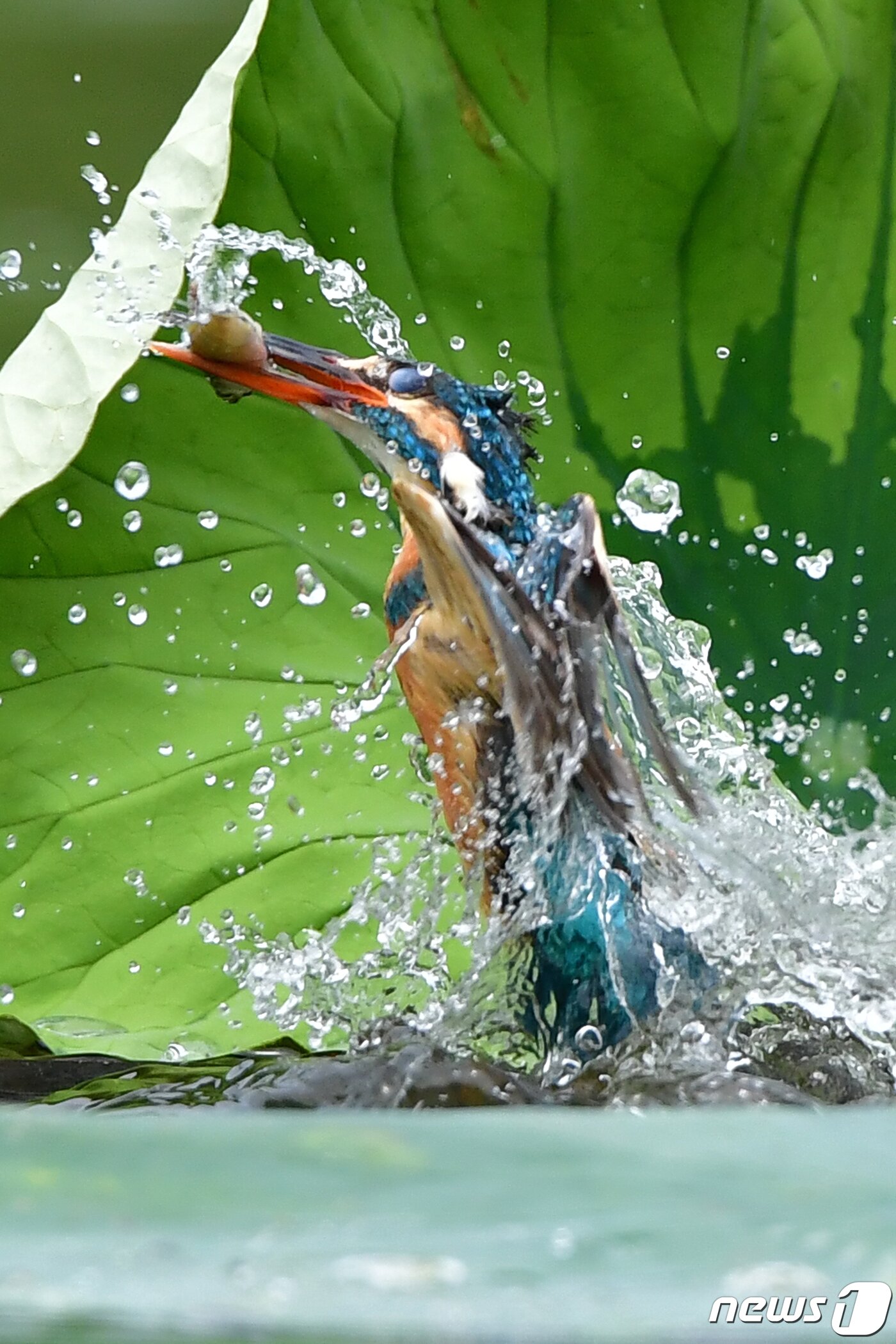 본문 이미지 -  9일 물총새가 경북 포항시 북구에 있는 냇가에서 물고기를 잡은 후 힘차게 날아오르고 있다.2023.7.9/뉴스1 최창호 기자