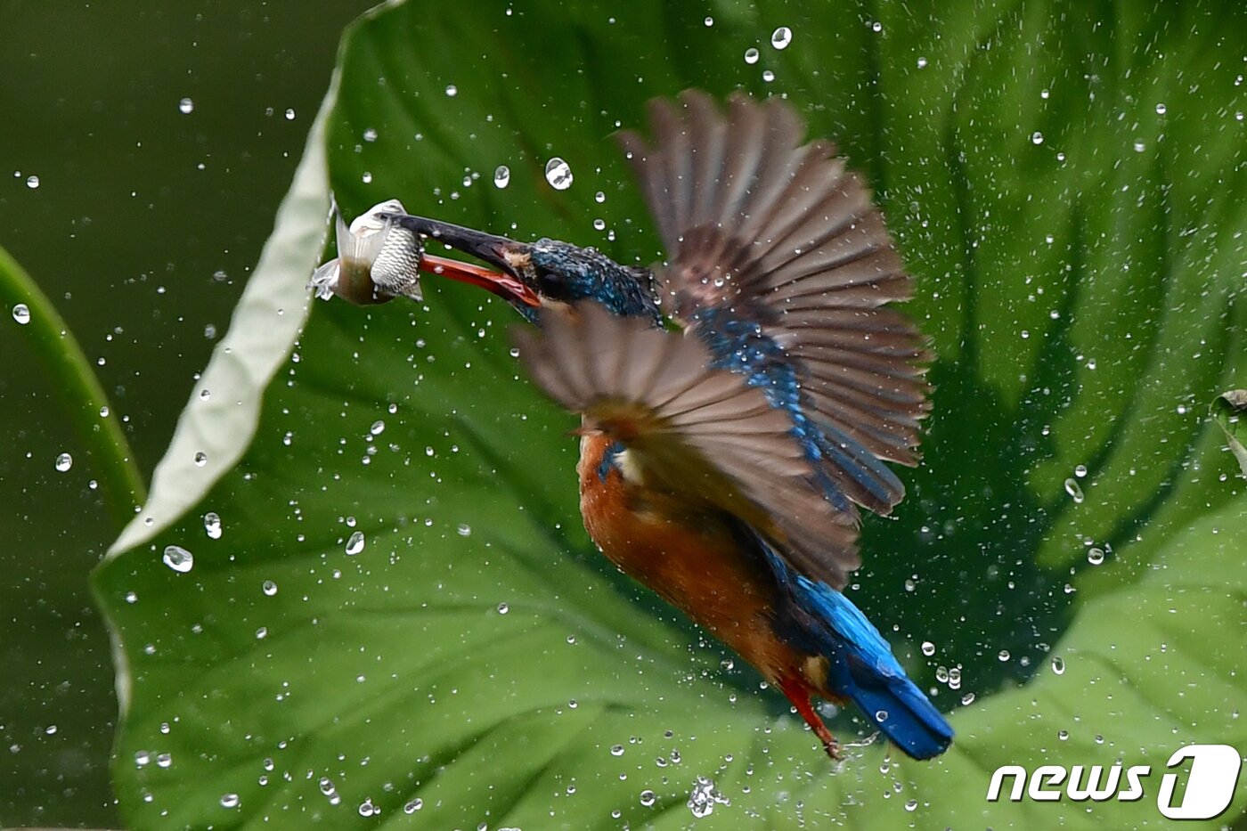 본문 이미지 -  9일 물총새가 경북 포항시 북구 냇가에서 집은 물고기를 물고 날아오르고 있다.2023.7.9/뉴스1 최창호 기자