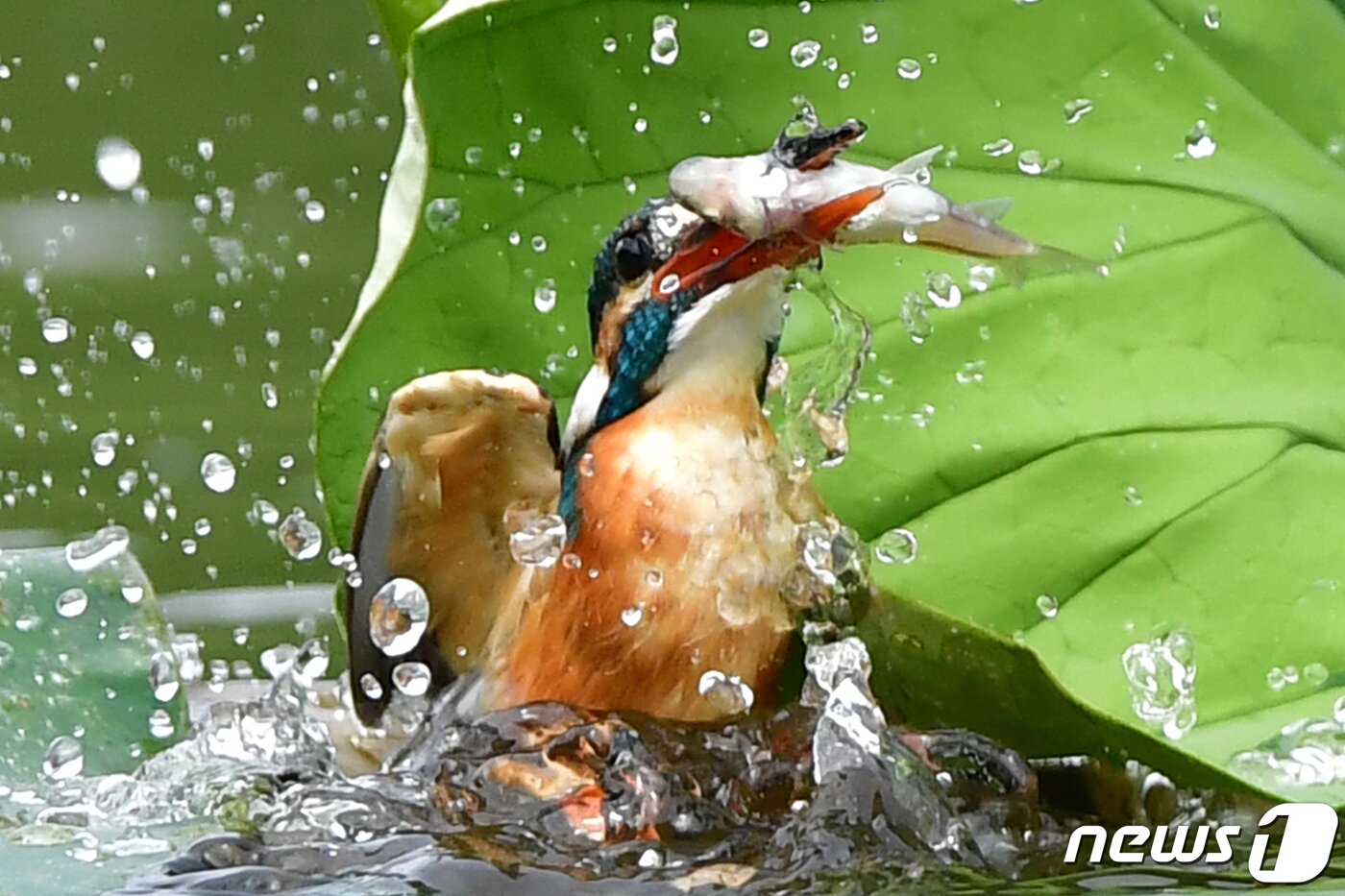본문 이미지 - 9일 물총새가 경북 포항시 냇가에서 잡은 물고기를 놓치지 않기 위해 안간힘을 다하고 있다.2023.7.9/뉴스1