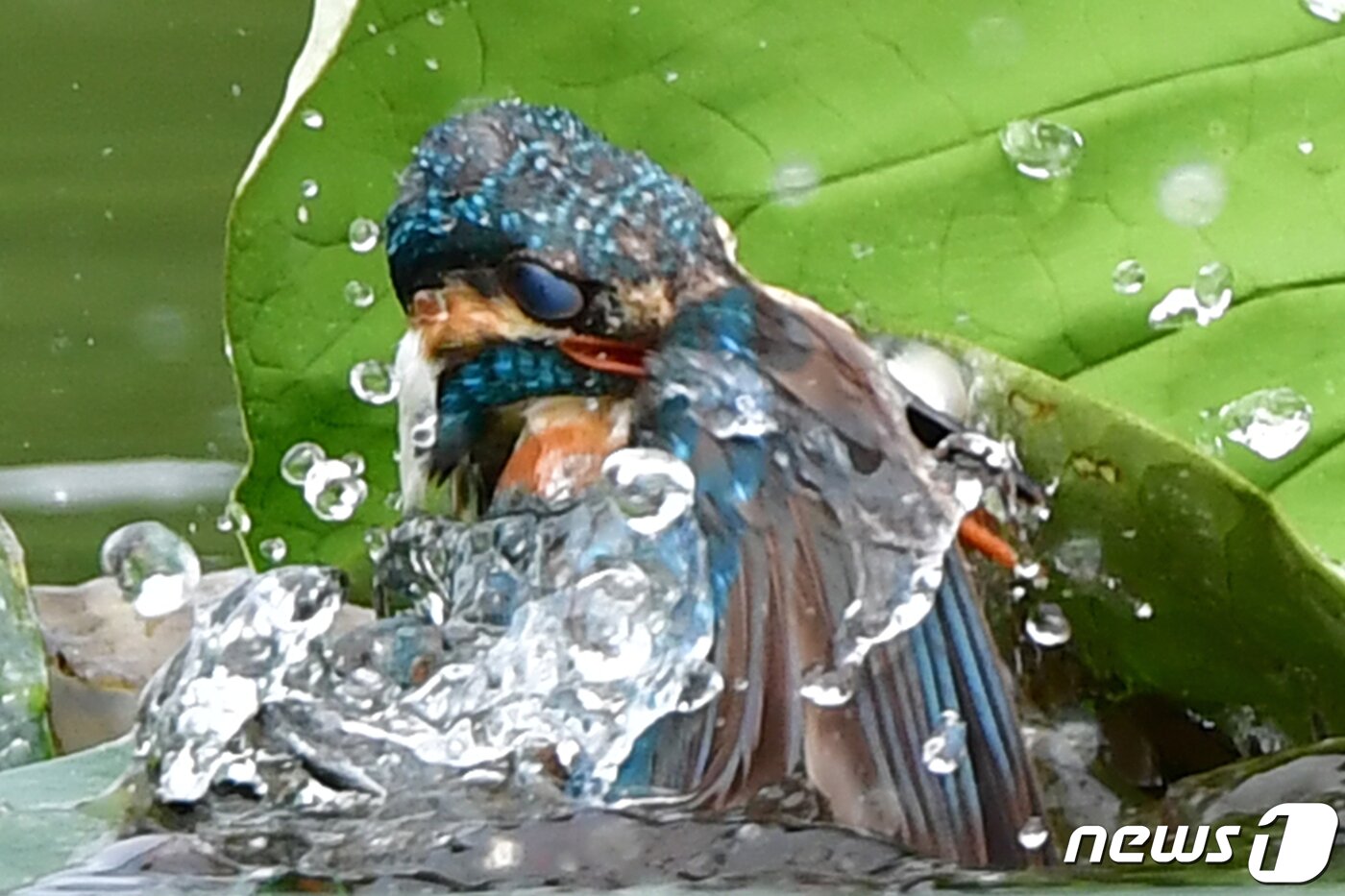 본문 이미지 - 9일 물총새가 경북 포항시 북구 냇가에서 잡은 물고기를 물고 수면 위로 올라오고 있다.2023.7.9/뉴스1 최창호 기자 