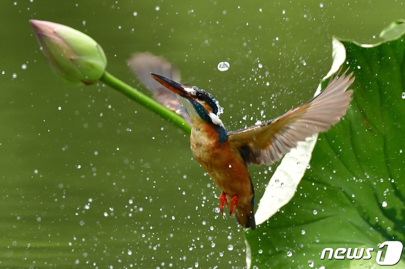 본문 이미지 - 9일 물총새가 경북 포항시 북구 냇가에서 물고기 사냥에 실패한 후 물보라를 일으키며 날아오르고 있다.2023.7.9/뉴스1 최창 호 기자 