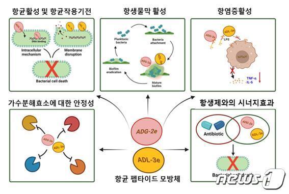 본문 이미지 - 항균 펩타이드 모방체의 항균 효과 모식도.(KBSI 제공)/뉴스1